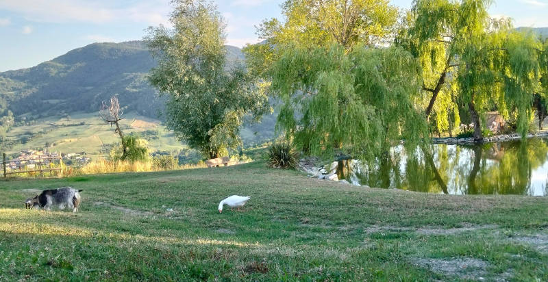 Tiere im Freien in der Natur von Vernasca, Piacenza