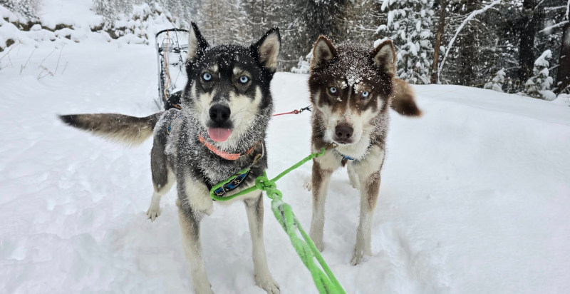 Schneeschuhwanderung mit Husky Martelltal