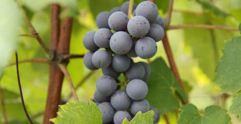 Reife Vespolina Weintraube bereit für Weinlese in piemontesischem DOC Weinberg