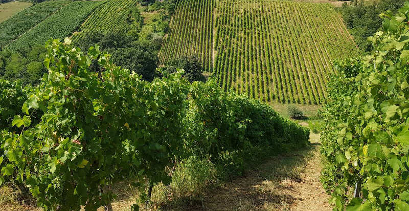 Führung durch einen historischen Weinkeller mit Verkostung von DOCG-Weinen