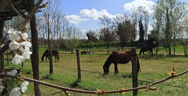 Reiterlebnis in Bosaro im Polesine, Rovigo