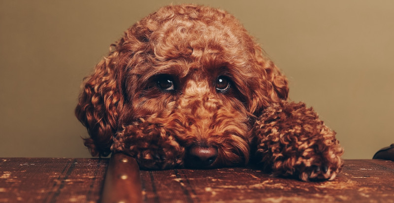 Professionelles Fotoshooting mit Hund in Wien für bleibende Erinnerungen