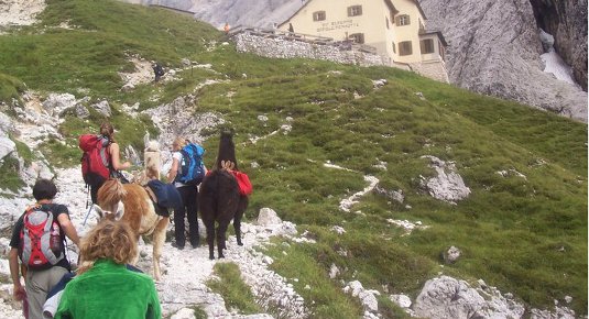 Spaziergang mit Lamas in der Natur von Welschnofen