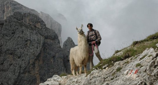 Lama-Trekking in Südtirol mit atemberaubender Aussicht