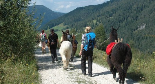 anderung mit Lamas und Alpakas in den Dolomiten