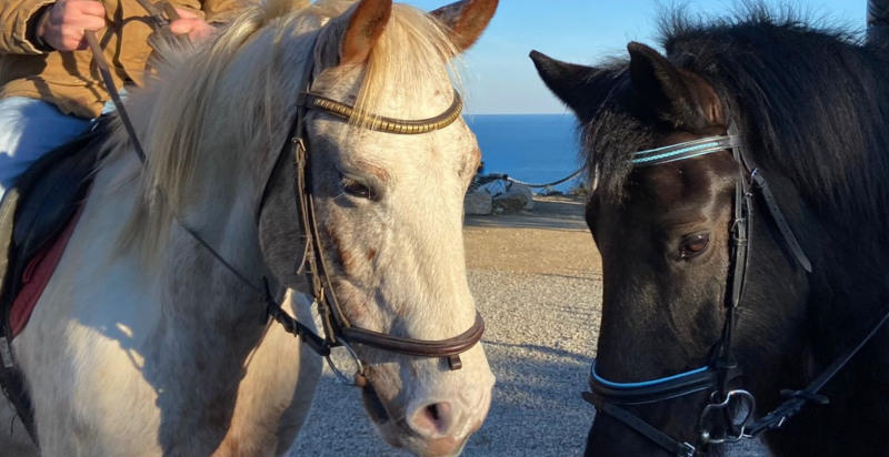 Pferde im Parco Asinolla in Pietra Ligure im Olivenhain