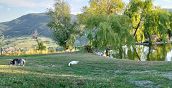 Tiere im Freien in der Natur von Vernasca, Piacenza