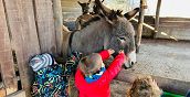 Kinder streicheln einen Esel am Reithof in Pietra Ligure