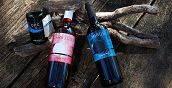 Bio Weintrauben im Weinberg des Bio Weinguts Sanin in Südtirol