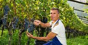 Bio Weinverkostung Weingut Sanin Margreid