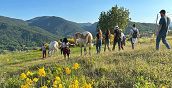 Pferde in den Hügeln von Vernasca, Piacenza