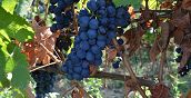 Trauben aus einem Weinberg im Oltrepò Pavese