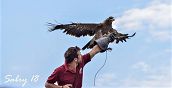 Falkner zeigt einen Raubvogel dem Publikum in Udine