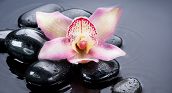 geschenkidee shiatsu massage sankt poelten blume