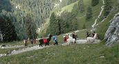 Lama-Trekking-Erlebnis für Familien in Südtirol