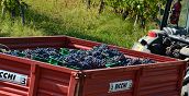 Verkostung von Weinen und typischen Produkten in einem Weingut im Oltrepò Pavese