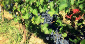 Piemontesische Weinberge mit Nebbiolo Trauben für DOC Weinproduktion