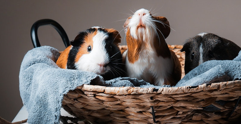 Tierportraits im Fotostudio Wien – natürliche und gefühlvolle Aufnahmen