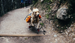 Hunde Trekking, dog trekking