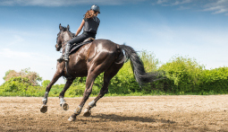 reitkurs was schenken